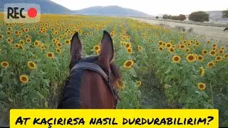 At kaçırdıysa ve testere işe yaramadıysa bunu yap 🐎