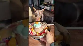 vlog.141 Double Dog Family Immersive meal preparation#Homemade dog rice#Immersive pet meal