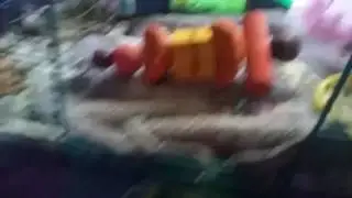 How to take care of a sick mouse