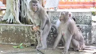 Mother Monkey TEVA bring baby ROMAN plays happily and funny so lovely