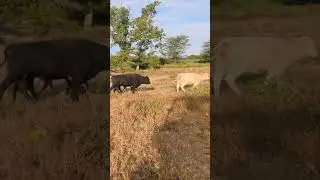 feeding the cows
