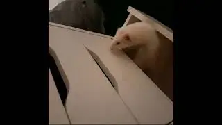 Illegal l Ferrets in Los Angeles - Under the Lockdown