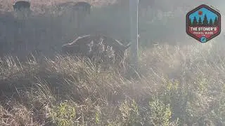 Cute Baby Bison at Sandhill State Wildlife Refuge in Wisconsin - Trumpeter Trail