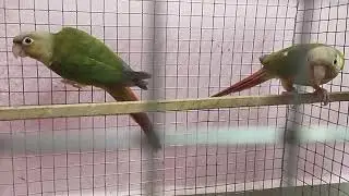 #pinappleconur