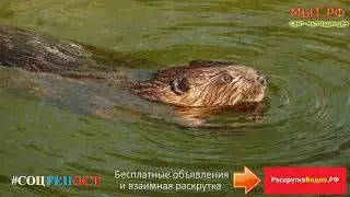 Очистка и реабилитация Яузы. Экология и бобры. Встреча с Покатило 30 июля 2018 г.