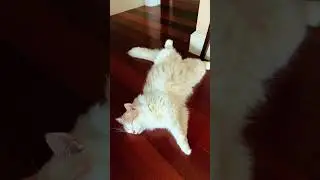 Sleeping Beauty 😽 #cat #cuteanimal  #pets #catshorts #funny #shorts #shortvideo #short #youtube