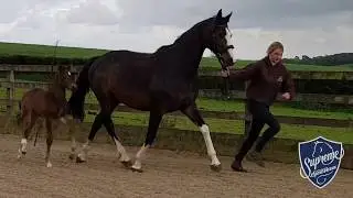 3 days old (2019 Dressage colt by Contendro x Sir Oldenburg x Gribaldi)