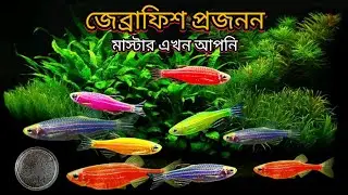 জেব্রাফিশ প্রজনন করানোর সহজ উপায় । এখন আর চিন্তা নয় । zebra danio breeding tips bangla #angelfish