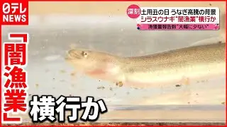 【ウナギ高騰】稚魚「シラスウナギ」も…“密漁”に“裏ルート“横行か