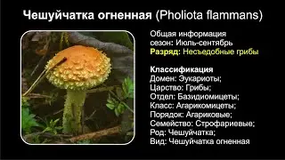 Чешуйчатка огненная (Pholiota flammans)