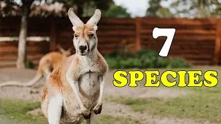 Discover the Fascinating 7 Animal Species Found Only in Australia - Animals Living in Australia