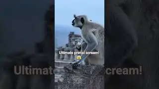 🐒 Terrifying! Mother Langur unleashes ULTIMATE warning scream NOW! Shocking distress! #baby #nature