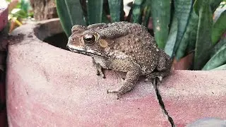 Giant toad relaxes on flower jar