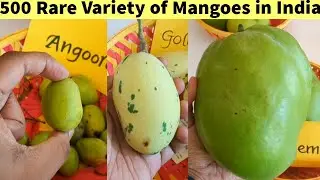 I visited Mango Mela with 500+ Varieties of Mangoes 🥭