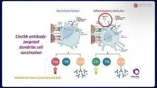 IMMUNO MODEL WEBINAR 04 Dendritic cells and immunotherapy