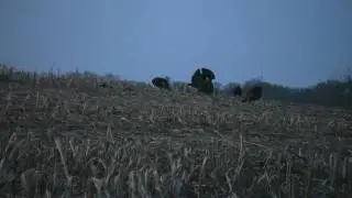 turkeys hear shots