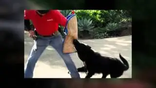 Dog Protection Training Temecula CA Professional Dog Protection Trainer