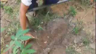 TAPIOCA story        #farming  #nature 