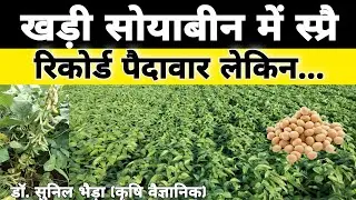 अधिक पैदावार व दाने में चमक के लिए सोयाबीन की खङी फसल में क्या स्प्रै करें? Soybean high yield
