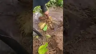 process of harvesting yam with water #shorts