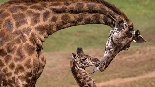 Giraffe Calf Meets Herd and Makes History