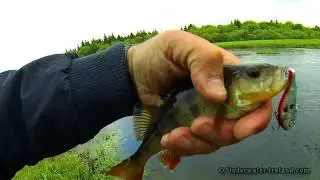 Catching fish non-stop at the bridge with Salmo fishing lures.