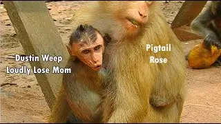 So Sad...Baby Dustin Weep Loudly Need Mom Groom | Dustin Don't Know Mom Dead Rose Groom Instead Mom