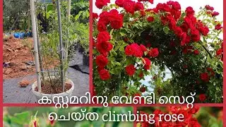 കസ്റ്റമർ നു വേണ്ടി സെറ്റ് ചെയ്ത climbing rose #climbingrose