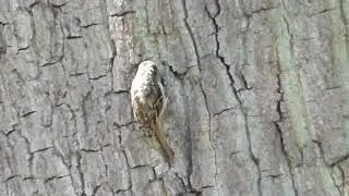 The Tree Creeper 22.6.19