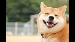 Pet Med TV - Pure CBD