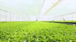 Greenhouse Interior - Stock Video