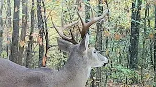 Deer hunt 11-19-22