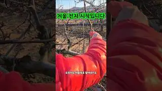 겨울 배나무 전지 중요합니다