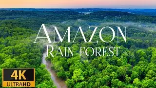 Amazon Wildlife In 4K ULTRA HD - Amazon Rainforest Jungle | Scenic Wildlife Film With Piano Music