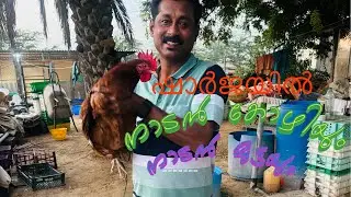 Local chicken and local eggs in Sharjah