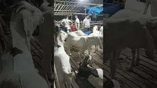 #bakraeid2024 #bakraeidspecial #sojatgoats #sojatbakra #goat #goatupdate #goatprice #goats