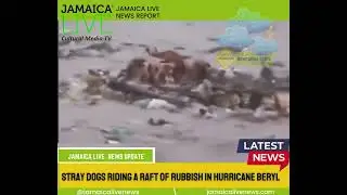 Stray dogs rafting during hurricane Beryl