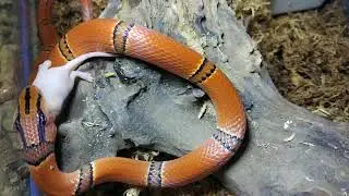 Feeding bamboo rat snake