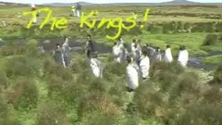 The KINGS of Volunteer Point
