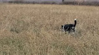 Ry, 