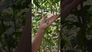 Aniseed Myrtle