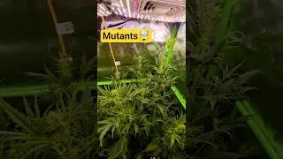 Mutanten in der Bl&uuml;te - Living Soil von Couple of Plants