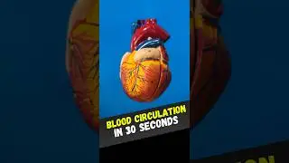 What is Double Circulation? | Human Blood Circulation Explained #heart #circulation #hemodynamics