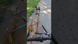 This is by far her favorite way to exercise #amazikeen #bikejoring #belgianmalinois #dogbike