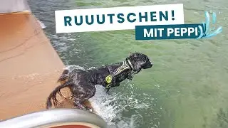 Peppi trainiert für Top Dog Germany 2026! #peppitheworkingcocker #frompuppytopro #topdoggermany