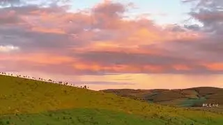 Love video #cat #Dog #short #animal p0696