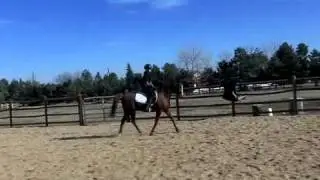 Basics of trotting and posting
