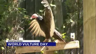 World Vulture Day: Meet Fester from the Nashville Zoo