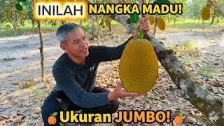 Melihat Nangka Madu Besar di Kebun | Buah Tropis Alami