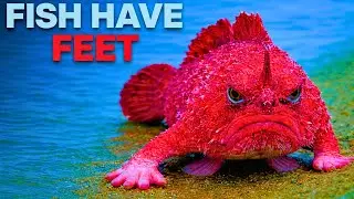 Why This Fish Doesn&rsquo;t Need to Swim #evolution
